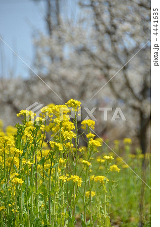 菜の花 4441635