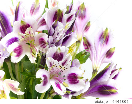 アルストロメリア(彼岸花科/百合科)Alstroemeria : ユリズイセン属 アルストロメリア(彼岸花科/百合科)Alstroemeria : ユリズイセン属 4442302