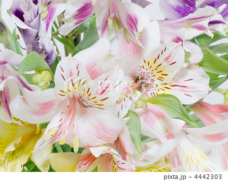 アルストロメリア(彼岸花科/百合科)Alstroemeria : ユリズイセン属 アルストロメリア(彼岸花科/百合科)Alstroemeria : ユリズイセン属 4442303