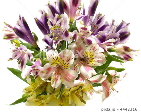 アルストロメリア（彼岸花科／百合科）Alstroemeria : ユリズイセン属 4442316