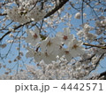 4442571