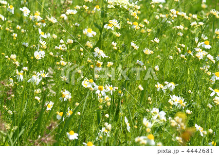 Meadow / Wild Flowers / summer background 4442681
