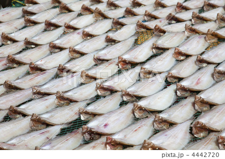 fish market in Asia / South Korea 4442720