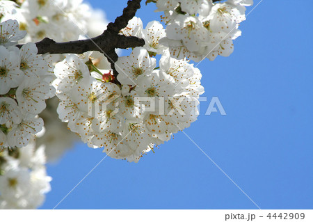 Spring flowering 4442909