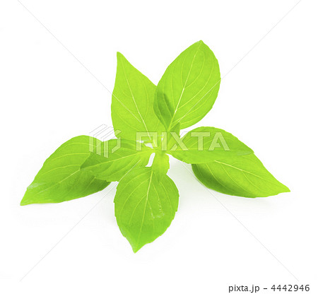 Fresh Basil / close-up on white background 4442946