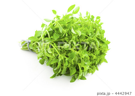 Fres Basil / spice herb on white background 4442947