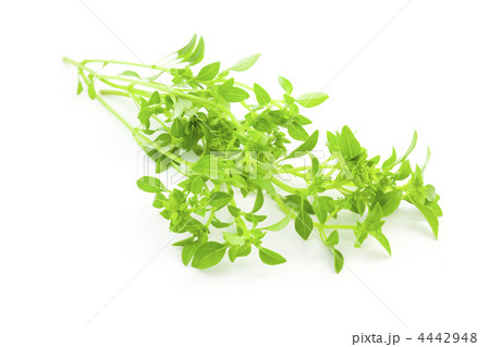 Fres Basil / spice herb on white background 4442948