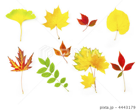 Different Autumn Leaves / XXLarge size / isolated on white Different Autumn Leaves / XXLarge size / isolated on white 4443179