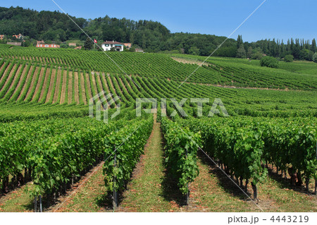 Swiss vineyards 4443219