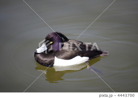 キンクロハジロ 4443700