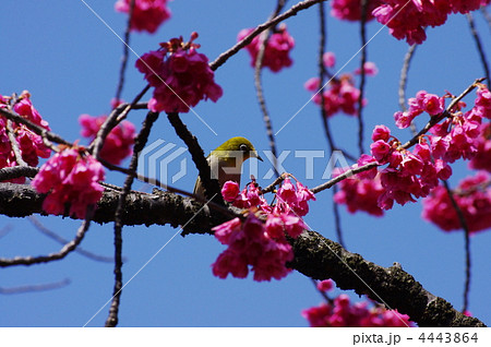 緋寒桜と目白 緋寒桜と目白 4443864