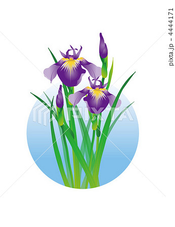 菖蒲のイラスト素材