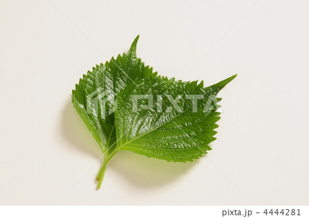 大葉 4444281