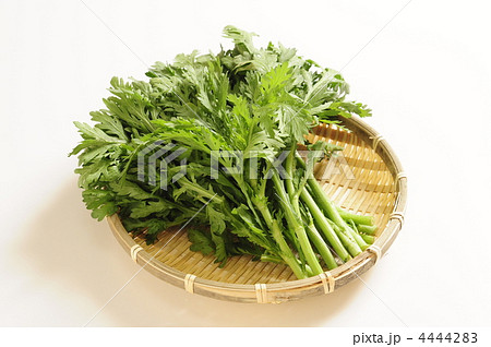 春菊 春菊 4444283