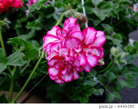 花 アイビーゼラニウム の写真素材