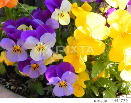 ビオラ ビオラ 4444779