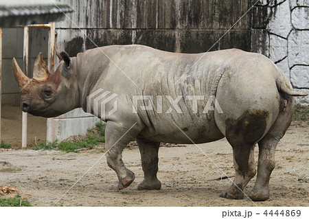 絶滅危機のクロサイ 4444869