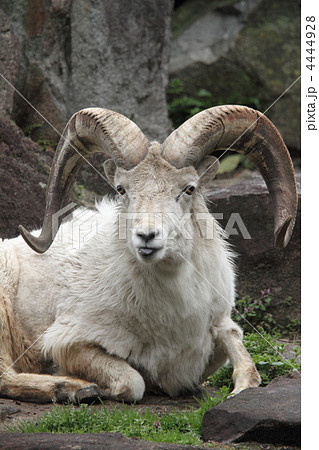 ドールシープ ドールシープ 4444928