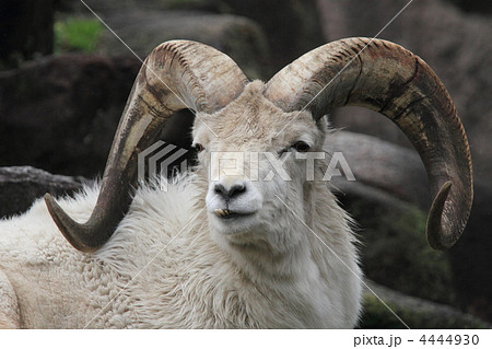 ドールシープ 4444930