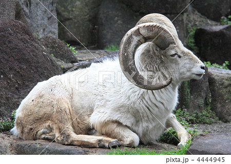 ドールシープ 4444945