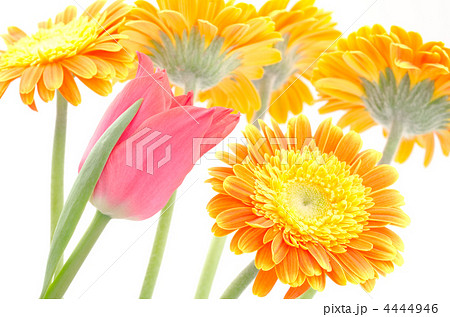 チューリップとガーベラの花束 4444946