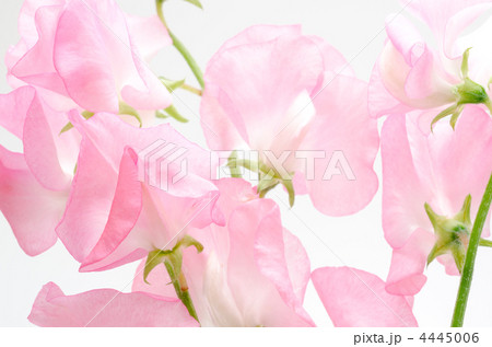ピンクのスイートピーの切り花 ピンクのスイートピーの切り花 4445006