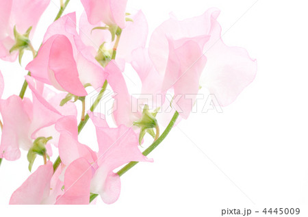 ピンクのスイートピーの切り花の写真素材
