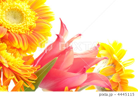 チューリップとガーベラの花束 チューリップとガーベラの花束 4445115