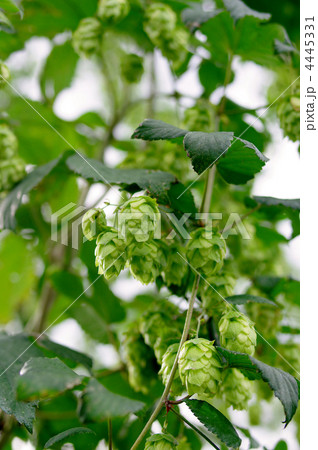 ホップ(ビールの原料) ホップ(ビールの原料) 4445331