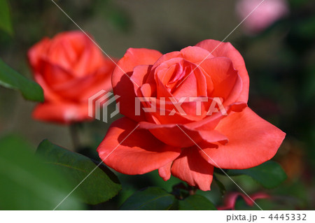 赤いバラ 4445332