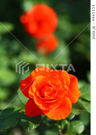 オレンジ色のバラ 4445334