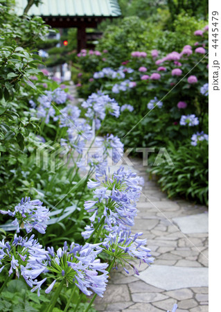 大巧寺のアガパンサス 4445479