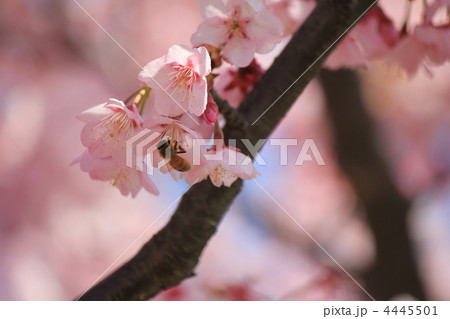 山口県指定天然記念物の寒桜 山口県指定天然記念物の寒桜 4445501