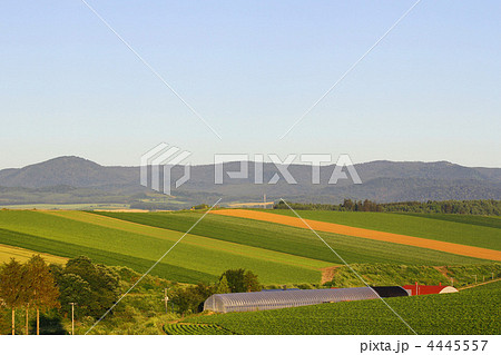 パッチワークの丘 4445557