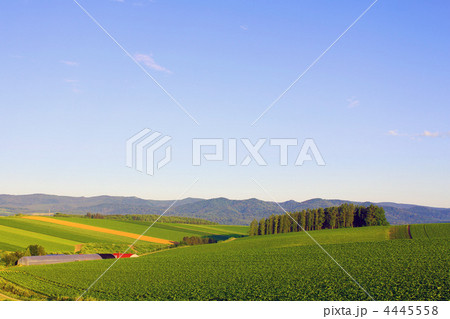 パッチワークの丘 パッチワークの丘 4445558