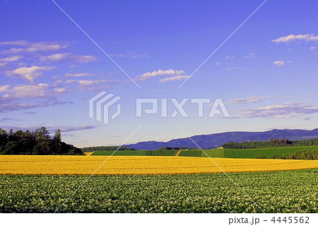 ジャガイモ畑と麦畑 4445562