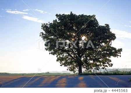 セブンスターの木 セブンスターの木 4445563