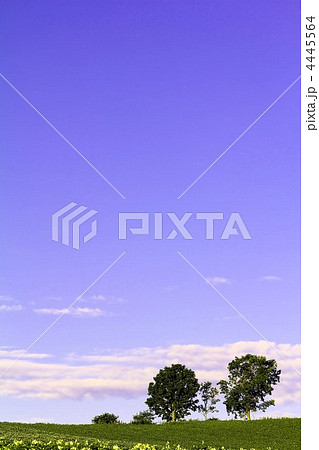 親子の木 4445564