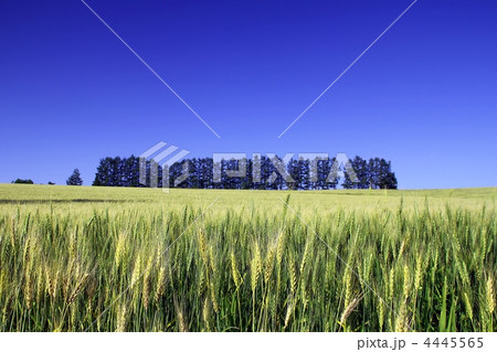 マイルドセブンの丘と麦畑 4445565