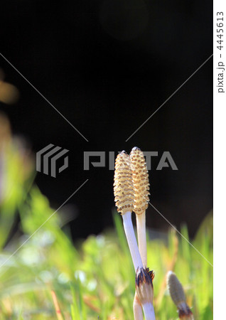 つくし つくし 4445613