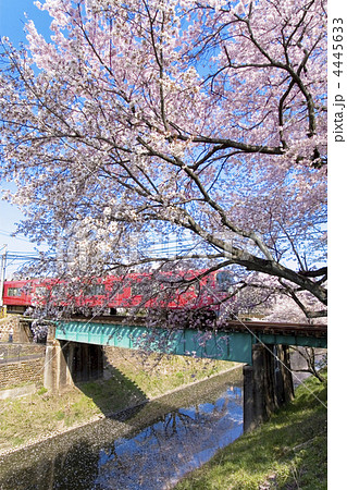 桜と電車 4445633