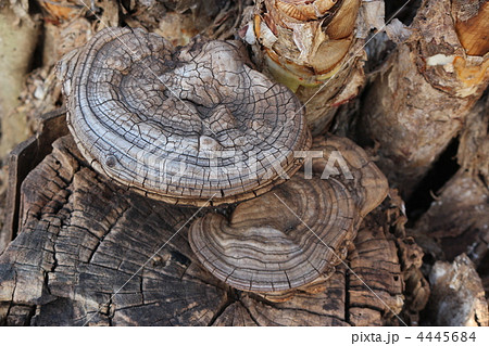 コフキサルノコシカケ 4445684