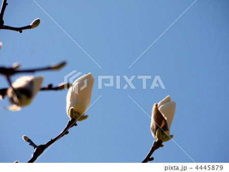 白木蓮 白木蓮 4445879