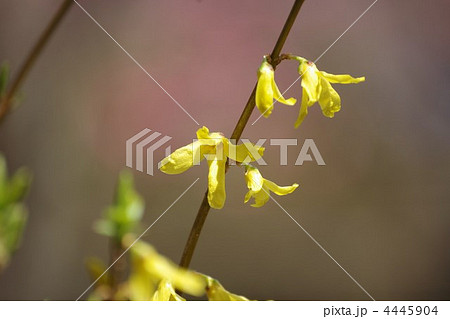 レンギョウの花 レンギョウの花 4445904