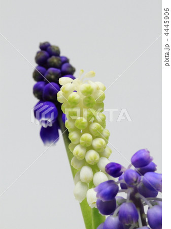 ムスカリの花 4445906