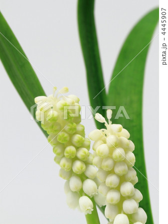 白いムスカリの花 4445907