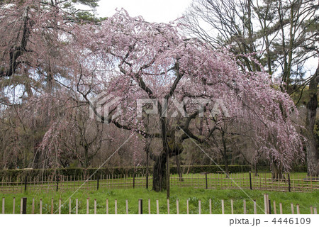 京都御苑　近衛邸跡の枝垂れ桜 4446109