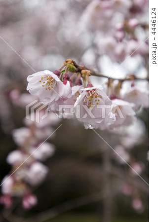京都御苑 近衛邸跡の枝垂れ桜 京都御苑 近衛邸跡の枝垂れ桜 4446124