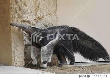 オオアリクイ 4446281