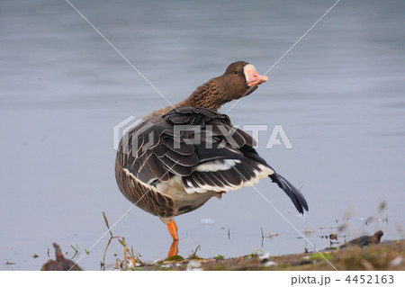 水辺のマガン 4452163